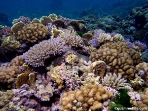 Coral reef in Guam. Courtesy of Guamreeflife.com