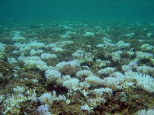 Bleached coral in Guam. Photo courtesy of NOAA.