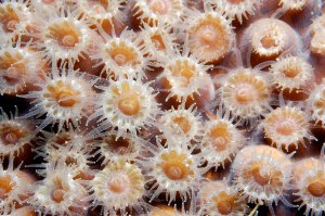 Close-up of coral polyps. Photo courtesy of NOAA.