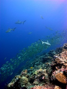 Coral reef ecosystem in Palau. Photo courtesy of D. Burdick.