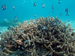Coral reef in Guam. Credit: D. Burdick