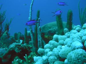 Coral reef in Puerto Rico. Credit: NOAA CCMA