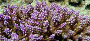 Acropora