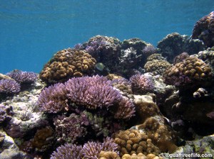 Photo credit: D. Burdick.