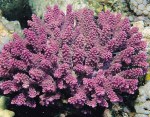 Acropora globiceps credit: NOAA