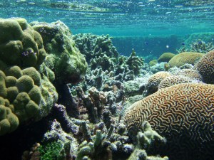 Coral reef in Ofu Lagoon, American Samoa. Credit: National Park Service