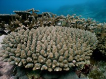 Coral reef in American Samoa. Credit: Dave Burdick
